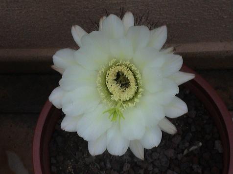 Flor de un día